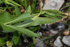 Sagittaria latifolia