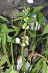 Sagittaria latifolia