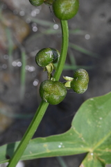 Sagittaria latifolia