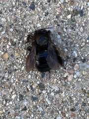 Xylocopa tabaniformis androleuca