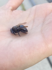 Xylocopa tabaniformis androleuca
