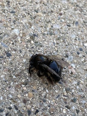 Xylocopa tabaniformis androleuca