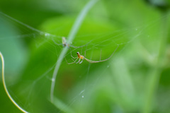 Leucauge decorata
