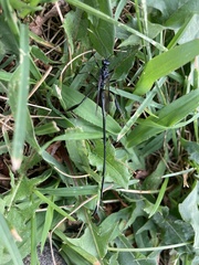 Pelecinus polyturator