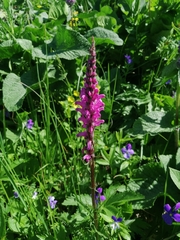 Pedicularis elata