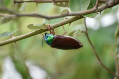 Sternocera chrysis