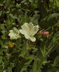 Epilobium luteum