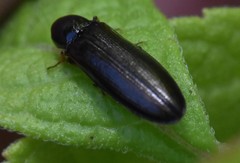 Elateridae