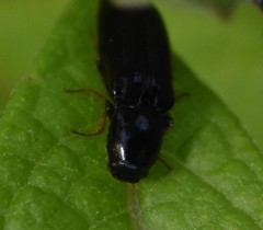 Elateridae