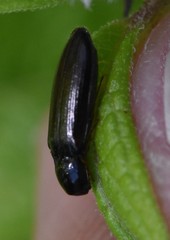 Elateridae