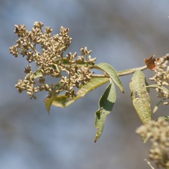 Buddleja parviflora