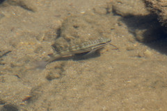 Amblygobius bynoensis