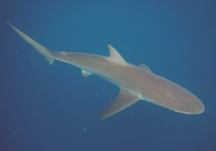Dusky Shark photo 4