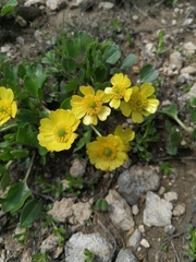 Ranunculus altaicus