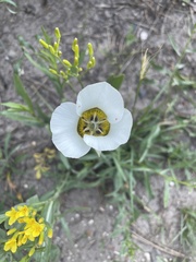 Calochortus gunnisonii