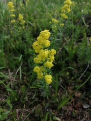 Galium densiflorum