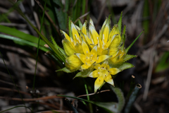 Conostylis juncea