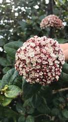 Viburnum treleasei