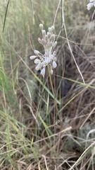 Allium podolicum