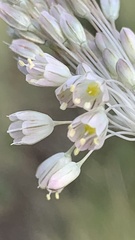 Allium podolicum