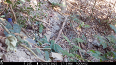 Hypothymis azurea oberholseri