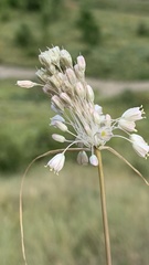Allium podolicum
