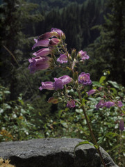 Nothochelone nemorosa