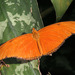 Dryas - Photo (c) M Kuhn, some rights reserved (CC BY-NC-SA)
