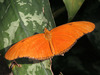 Mariposa Flama - Photo (c) M Kuhn, algunos derechos reservados (CC BY-NC-SA)