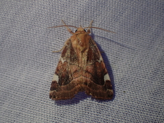 Cosmia diffinis