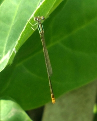 Agriocnemis pygmaea