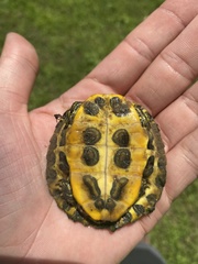 Trachemys scripta
