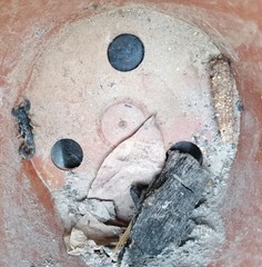 Uroplectes olivaceus