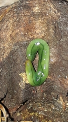 Othelosoma joburgi