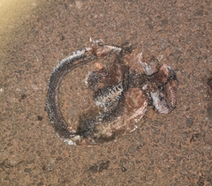 Coelognathus helena
