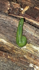 Othelosoma joburgi