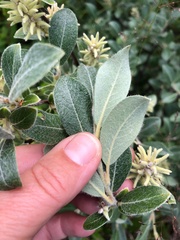 Salix glauca glauca