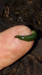 Othelosoma joburgi