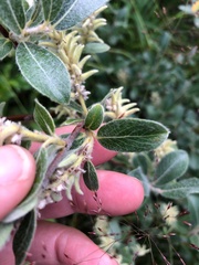 Salix glauca glauca