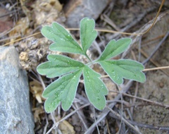 Pelargonium luteolum