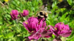 Bombus kirbiellus