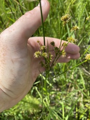 Juncus scirpoides