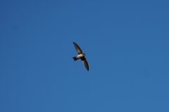 Aerodramus francicus