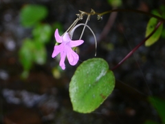 Impatiens scapiflora