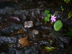Impatiens scapiflora