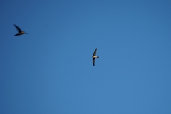 Aerodramus francicus