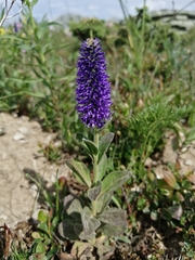 Veronica porphyriana