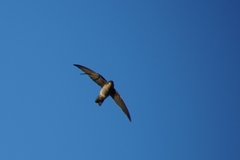 Aerodramus francicus