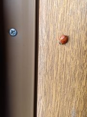 Harmonia axyridis