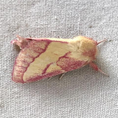 Hyparpax aurora